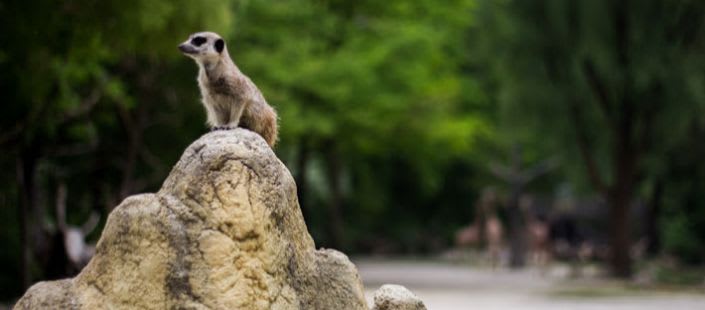meerkat